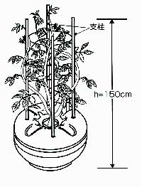 �g�}�g�@�n�C�|�j�J�@�ƒ�؉�